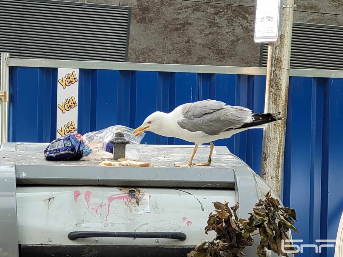 Жълтокрака чайка, познатa още като Гларус