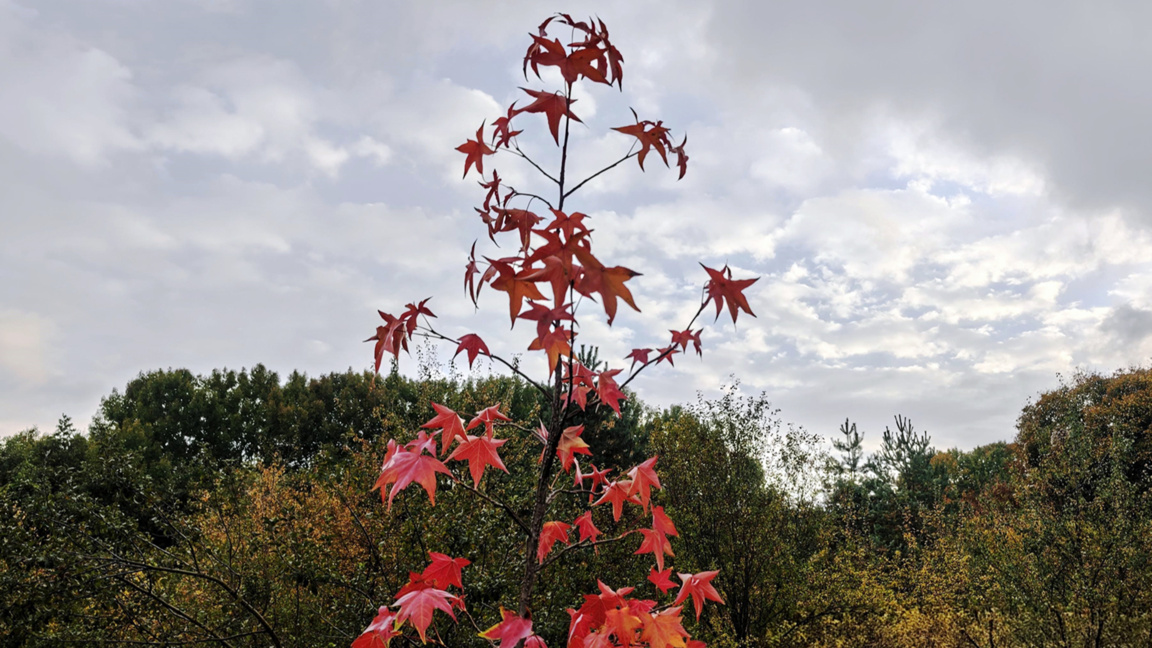 Autumn clouds expected at the end of the week, showers in the east