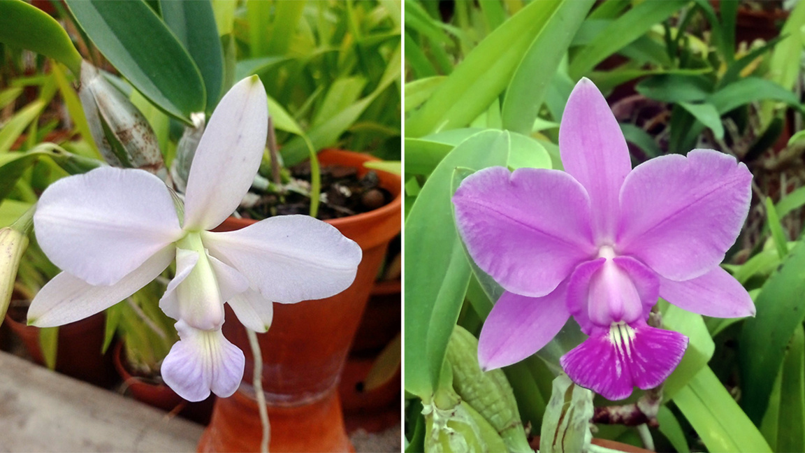 L’éventail d’orchidées du Jardin botanique va de nouveau ravir le public