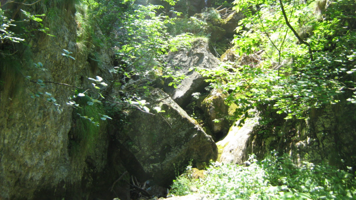 Седмица на гората