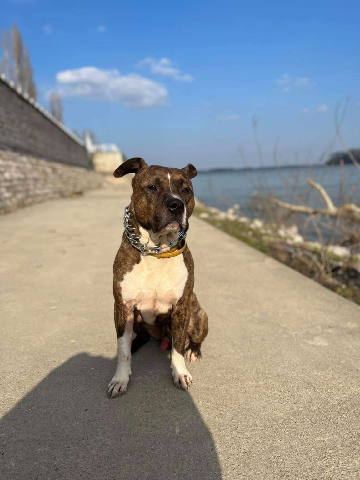 Дейви: Американският стаф, който разчупва стереотипите