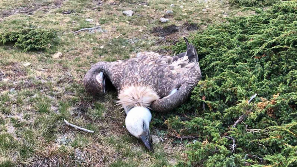 Man detained over poisoning of vultures in the Balkan Mountains