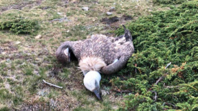 Man detained over poisoning of vultures in the Balkan Mountains