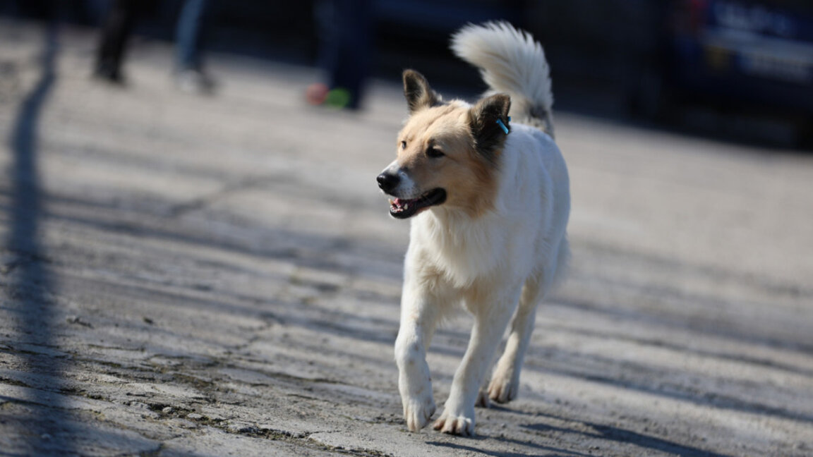 Разходка на домашен любимец без каишка - 100 лева глоба!