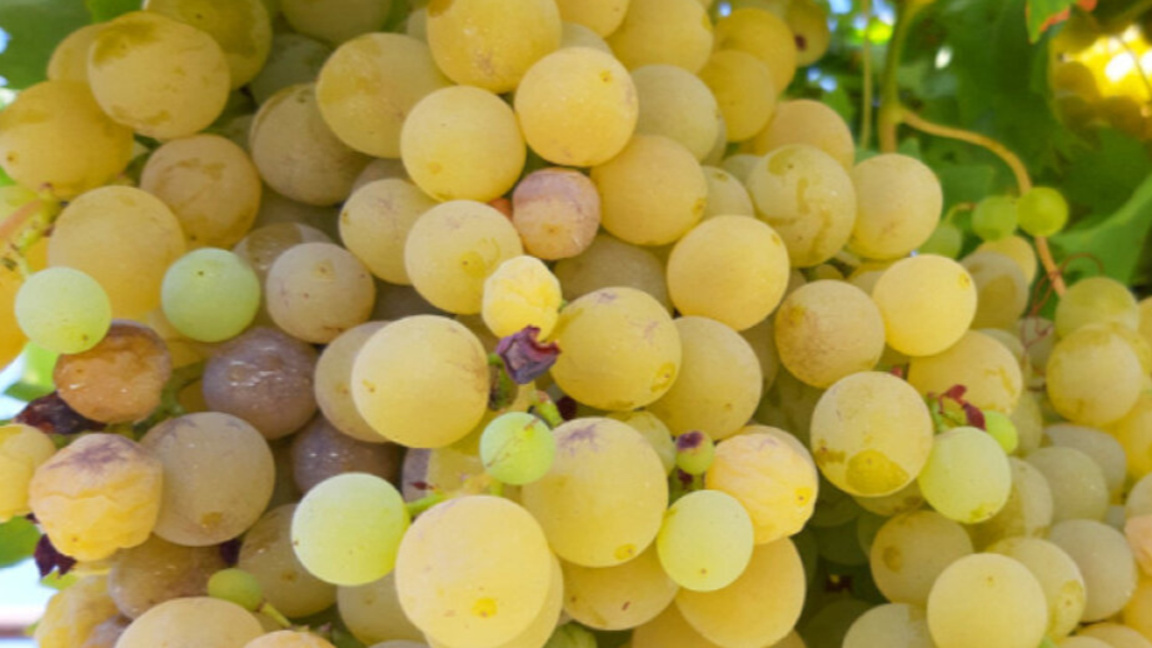 Няма измръзнали лозя тази зима в бургаски регион