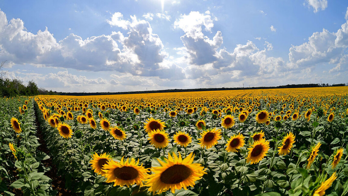 Bulgaria lidera el cultivo de girasol en Europa pero la materia prima no alcanza para las potencias de procesado
