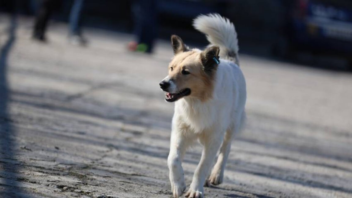 Con la llegada de la primavera llegan también los nuevos cachorros de animales callejeros