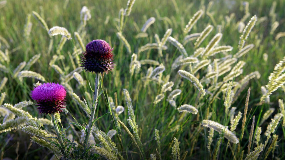 В Балчик превръщат терен от 7 декара, осеян с боклуци, в екопарк