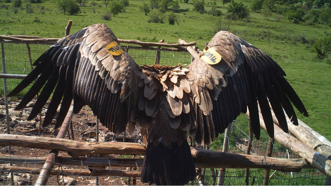 Лешояд във Врачански Балкан