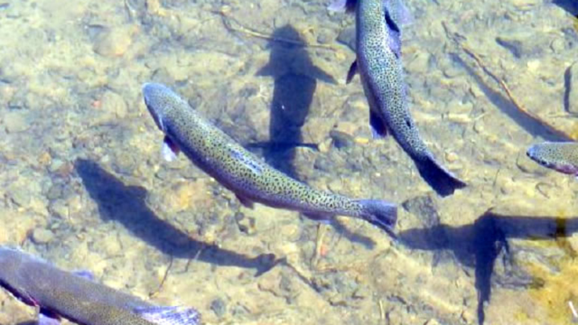 Започва прием на  заявления за помощ de minimis за рибопроизводителите