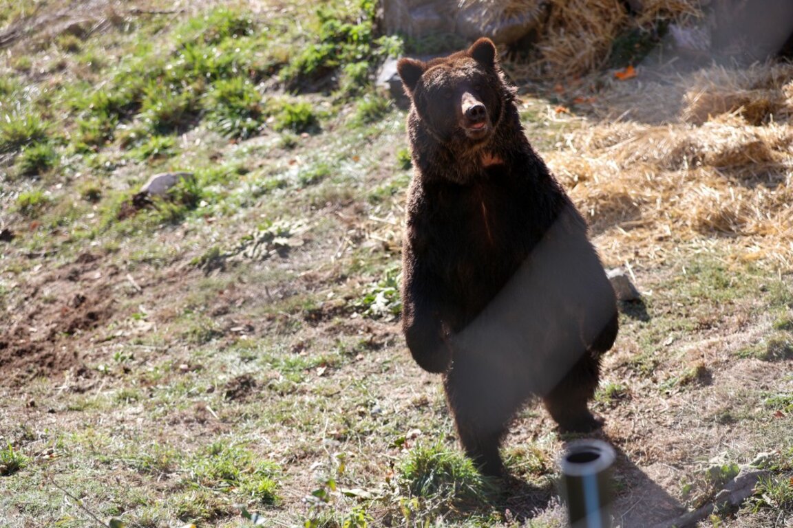 Colloque "L'Ours dans le contexte du tourisme" à Smolian...
