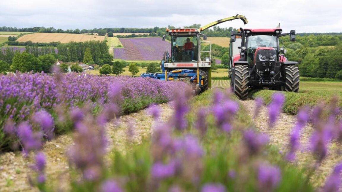 Lavanta yetiştiricileri inovasyonlar kullanmaya ve üretim döngüsünü kapatmaya çalışıyorlar