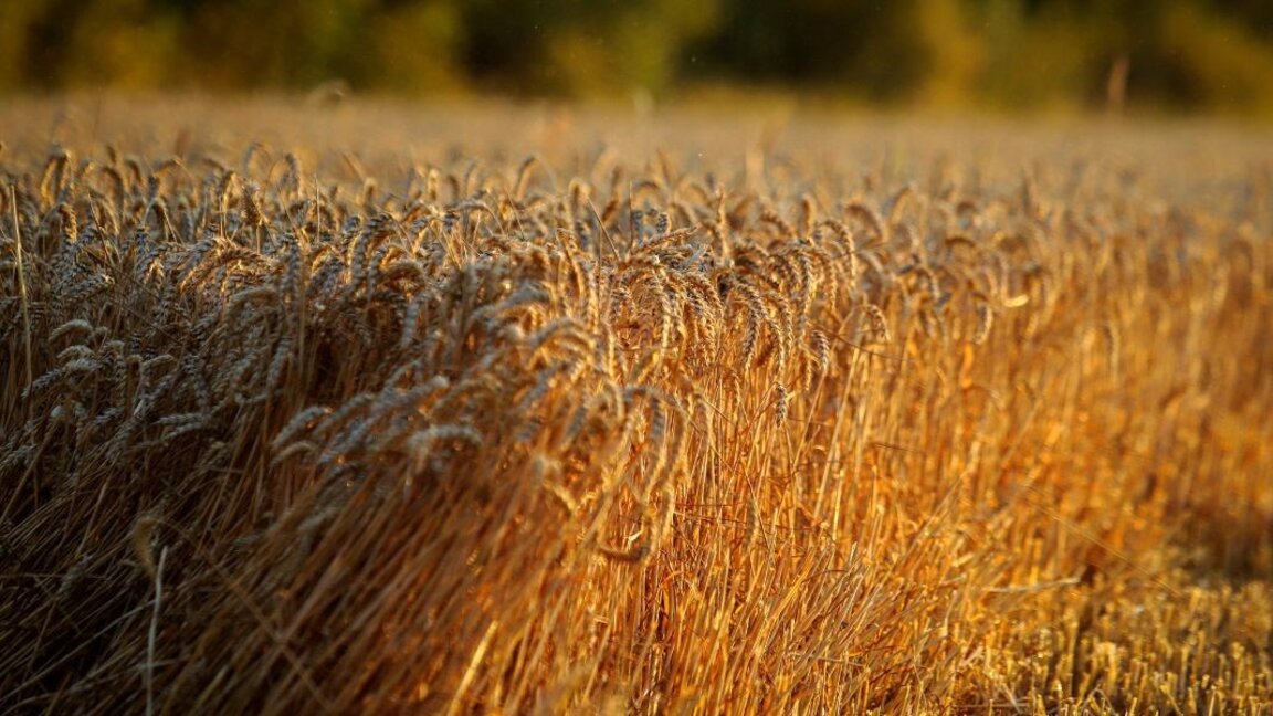 Bulgarian grain producers are unhappy with punitive tariffs against Russia