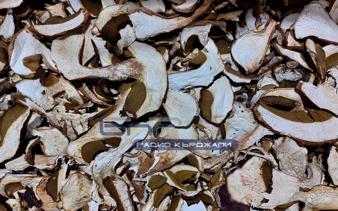 Разрешителното за бране на гъби ще е до 200 лв. на месец