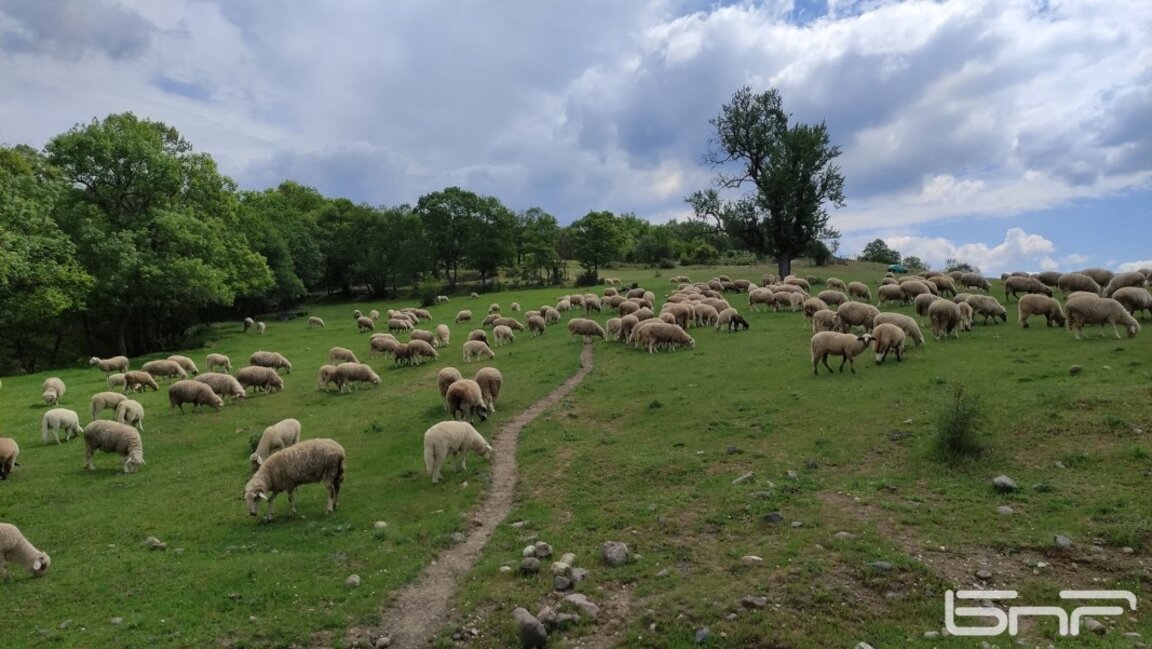 Шарка по животните в Узунджово