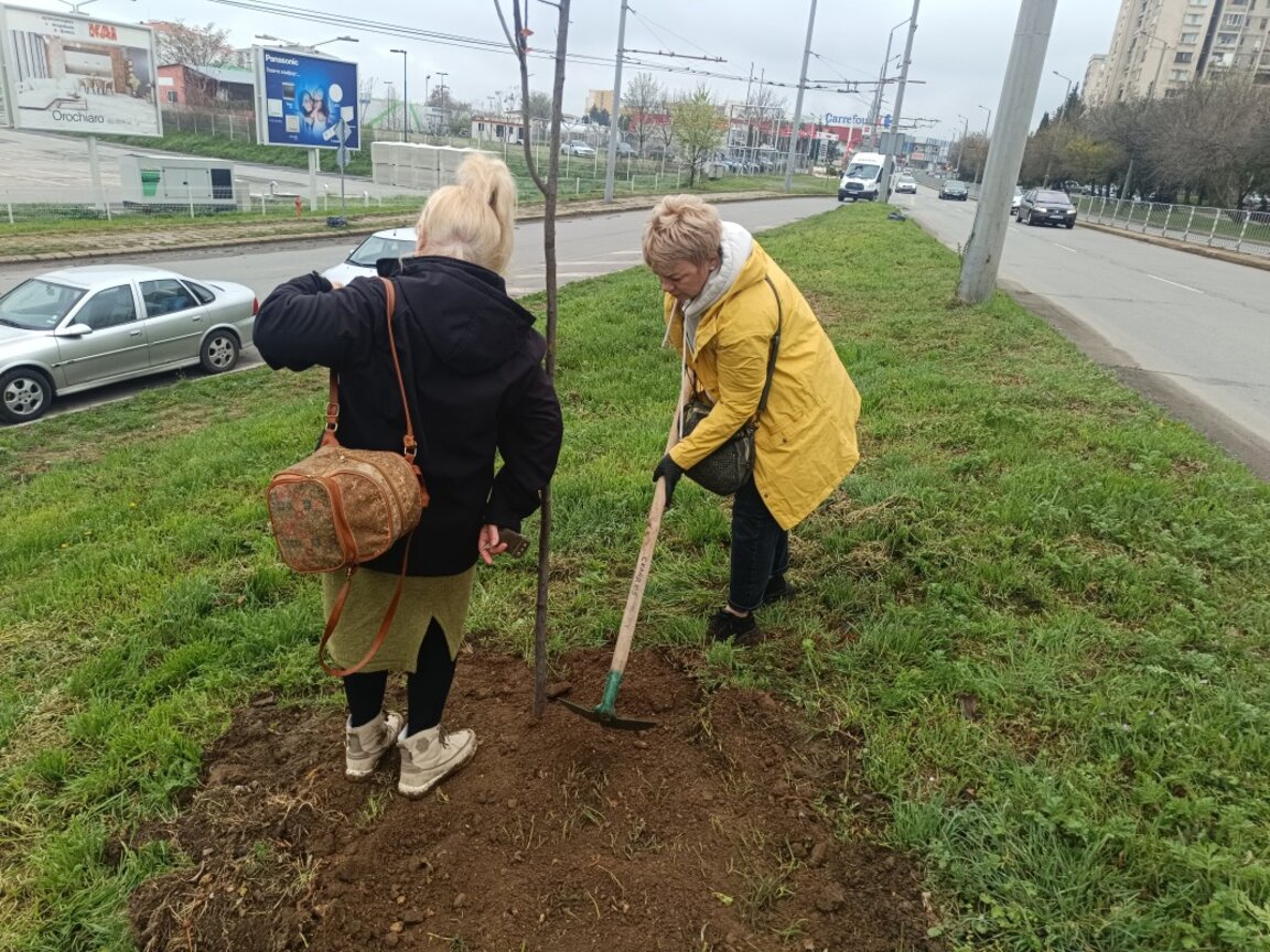16 дръвчета японска вишна бяха засадени в рамките на кампанията