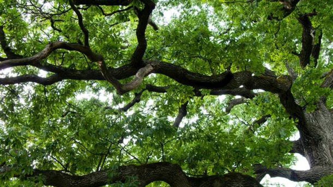 Шест вековни дървета са обявени за защитени