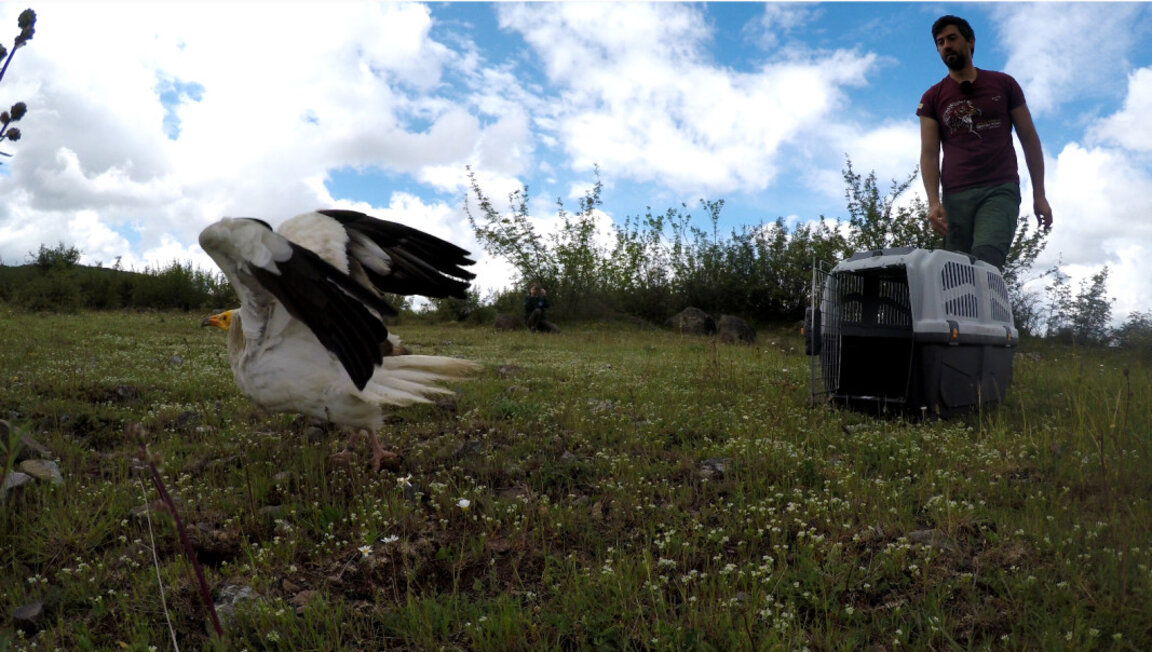Спасеният лешояд ШАНС получи втори шанс да живее в дивата природа