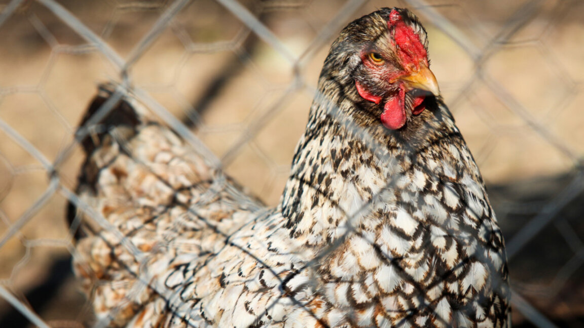 El 40% de las gallinas ponedoras han sido afectadas por la gripe aviar