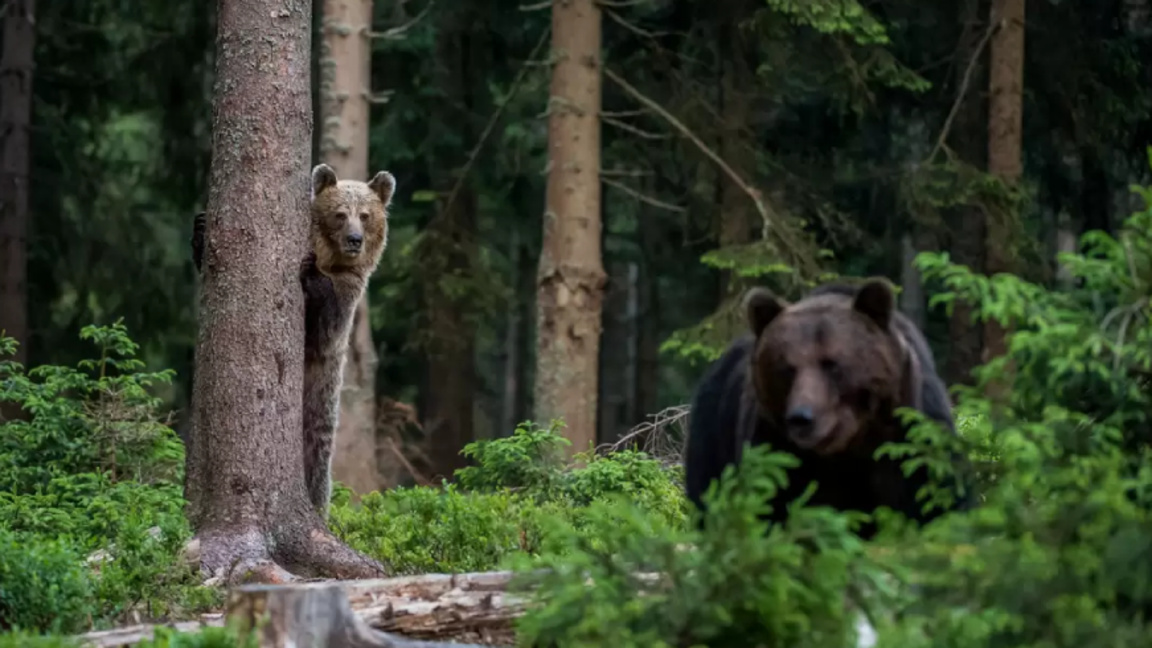 Мечките в Родопите се събудиха по-рано, 19 щети досега