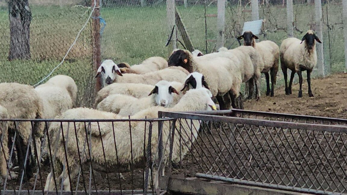 В шест ямболски села изследват за чума и шарка по овцете