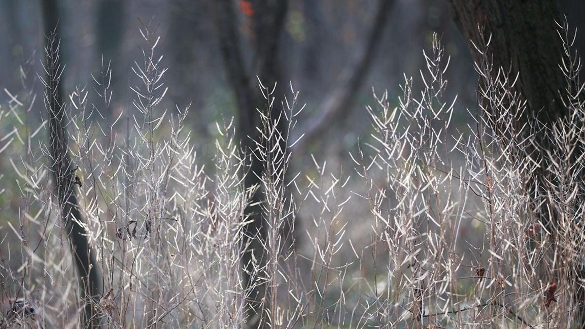 прогноза за времето