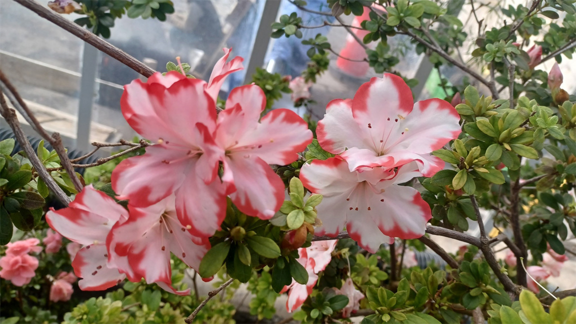 Azalee și rododendroni în Grădina Botanică a Academiei de Științe