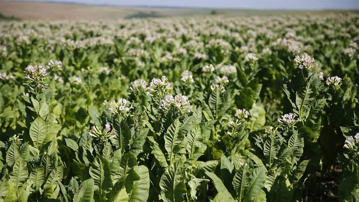 Changements climatiques : les producteurs de tabac s'adaptent...