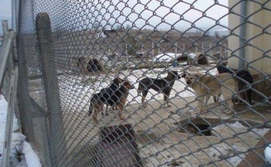 Приютът за кучета в Перник е под карантина заради зараза