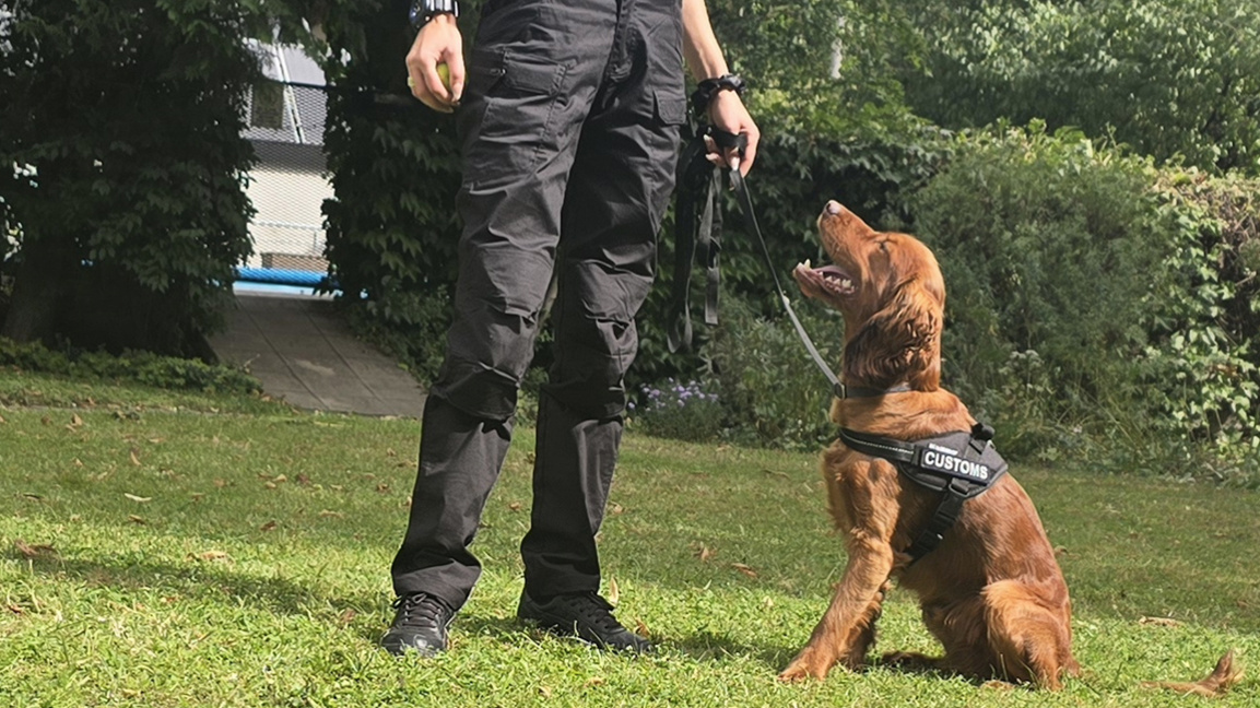 Three UK-trained customs detection dogs begin work in Bulgaria