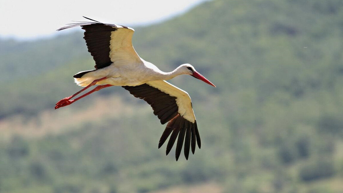 Популацията на белия щъркел се е увеличила с една трета