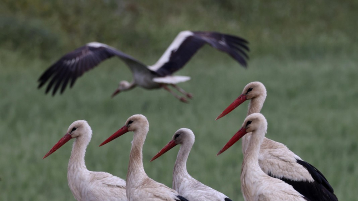 Климатичните промени променят и миграцията на птиците