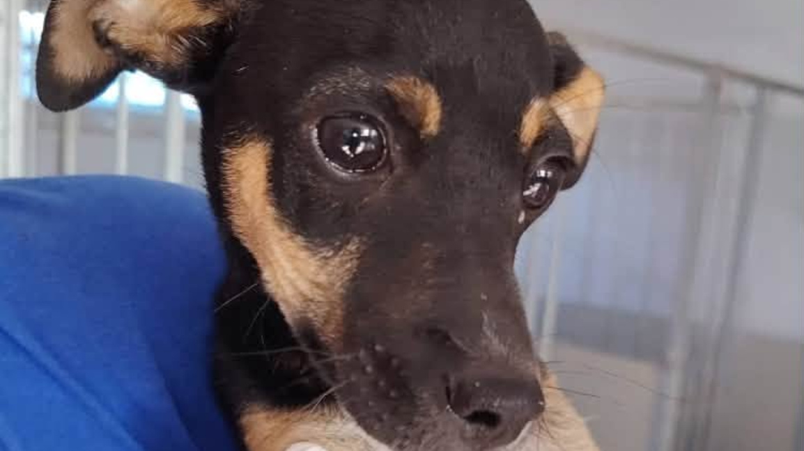 Şumen’de yılın başından bu yana sadece 6 köpek evlat edinildi