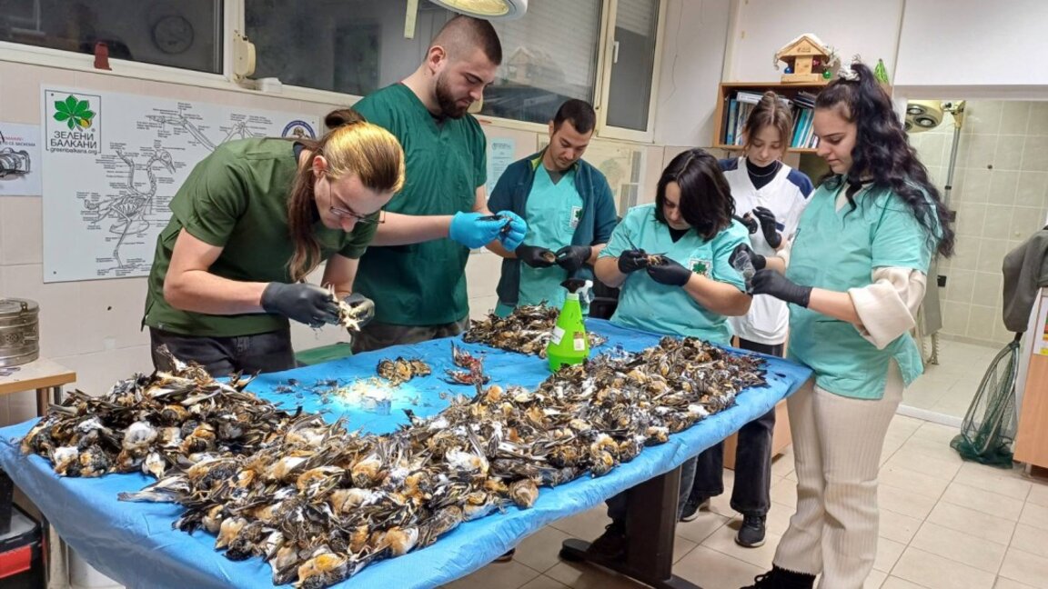 New Year's Eve fireworks and crackers kill nearly 600 bramblings near the town of Koprivshtitsa 