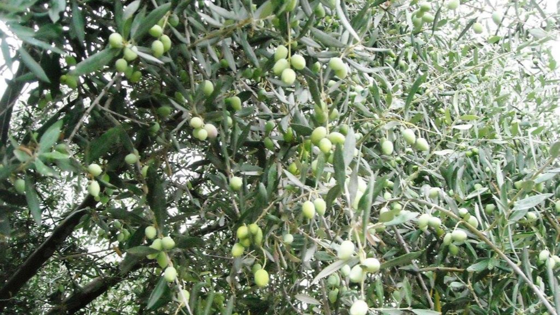 Туристите ще могат да поемат по "Маслинов път" в Кипър