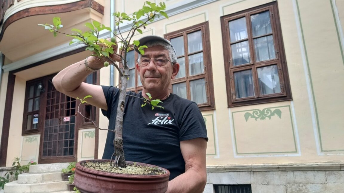 Дръвчета джуджета раждат джанки
