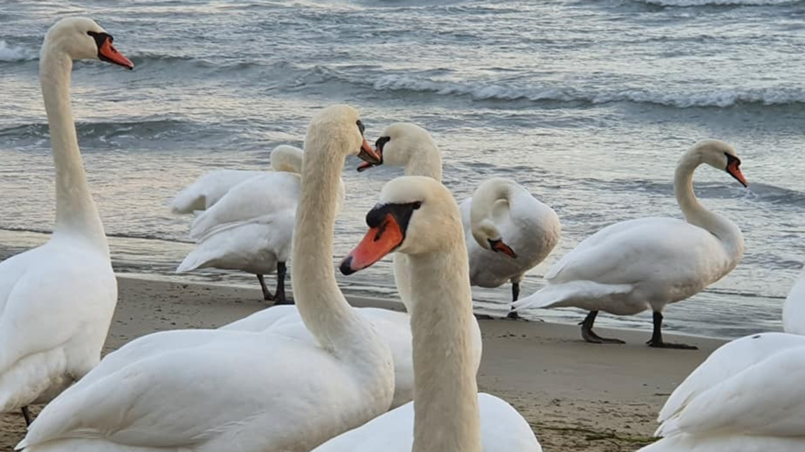 Лебеди във Варненския залив
