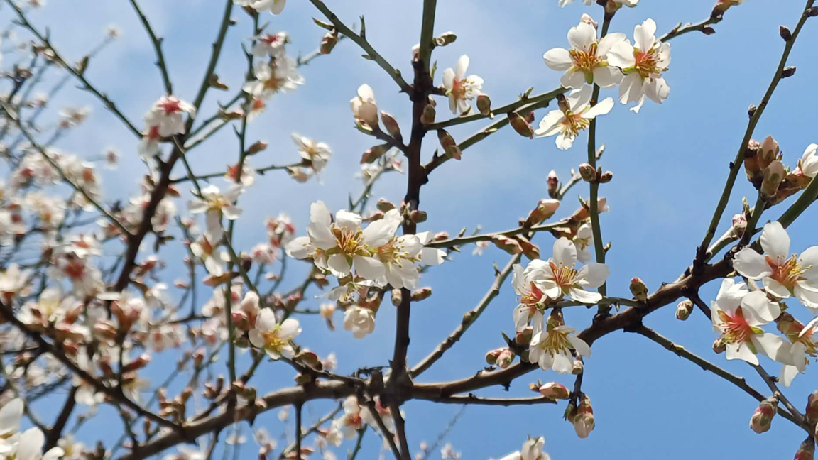 Топло време за Цветница