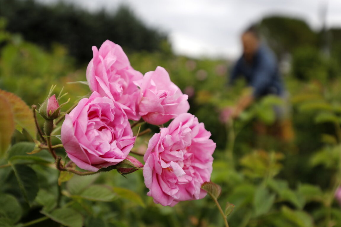 Rose-picking season in Bulgaria starts earlier because of warm spring ...
