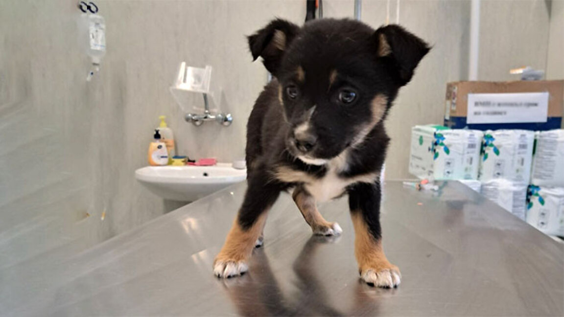 Мила е в приюта в Сеславци. В характеристиката ѝ  пише, че се разбира се с деца, с кучета, дори с котки…