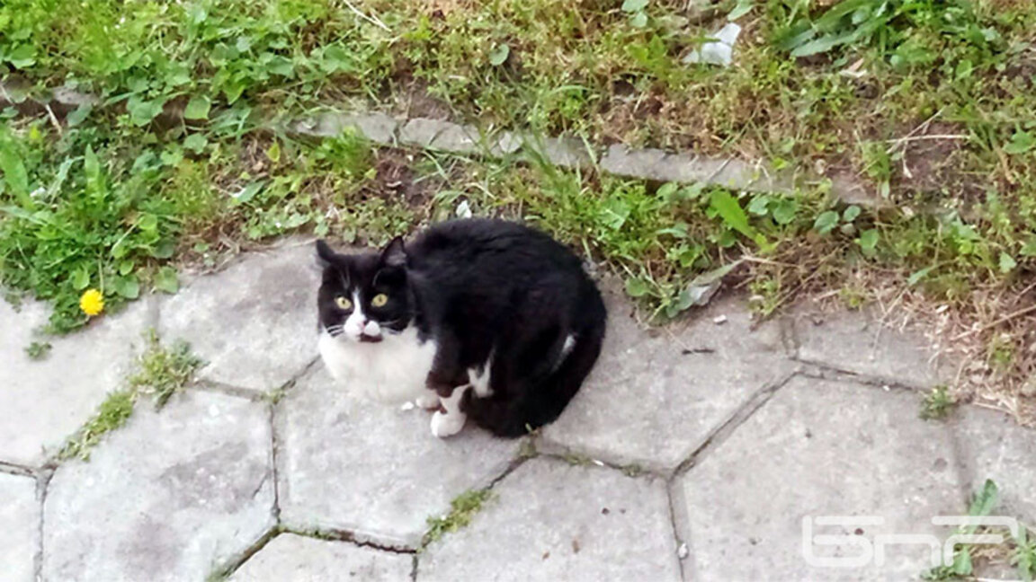 Полицията разкри мотивите на убиеца на улична котка в Сливен