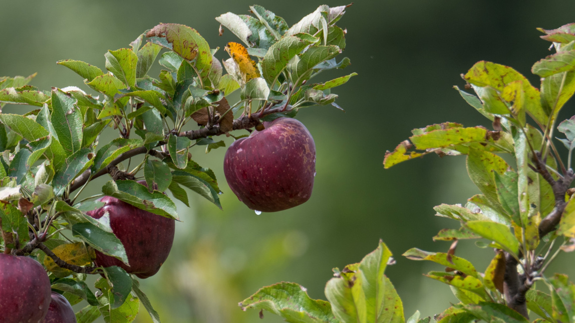 "Гората.бг" раздава 65 000 дръвчета на Цветница