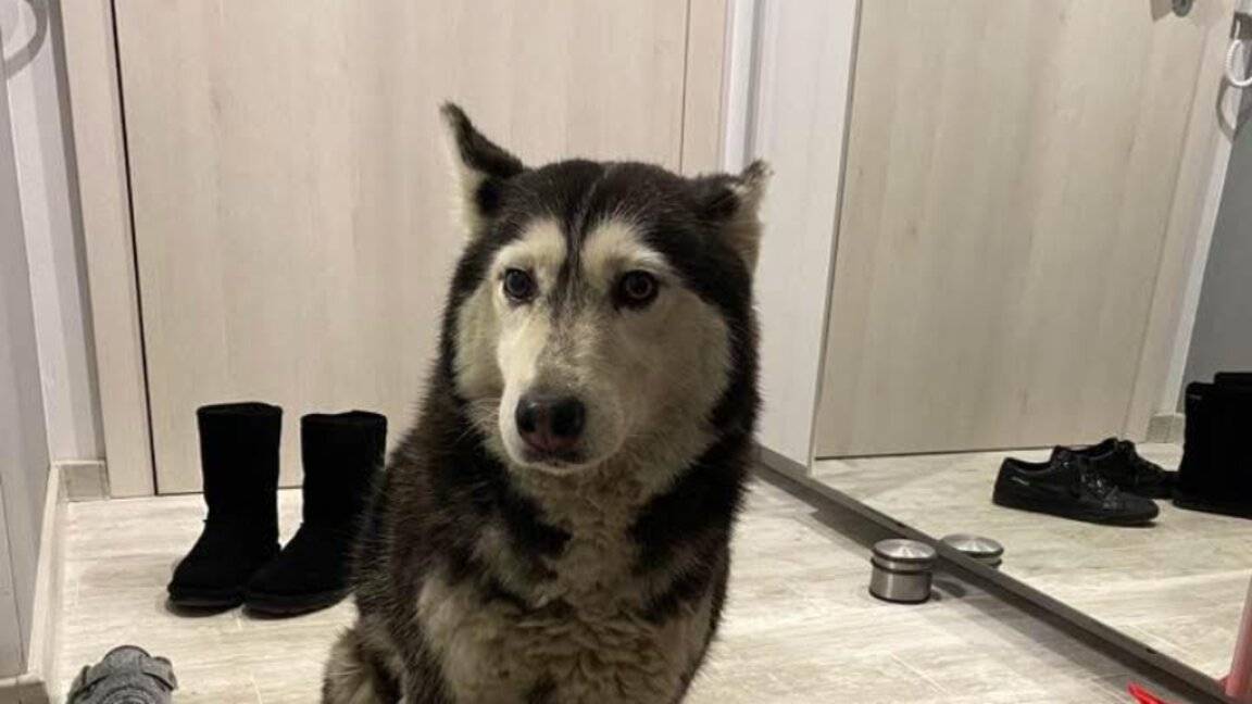 Another case of animal cruelty mobilizes civic energy