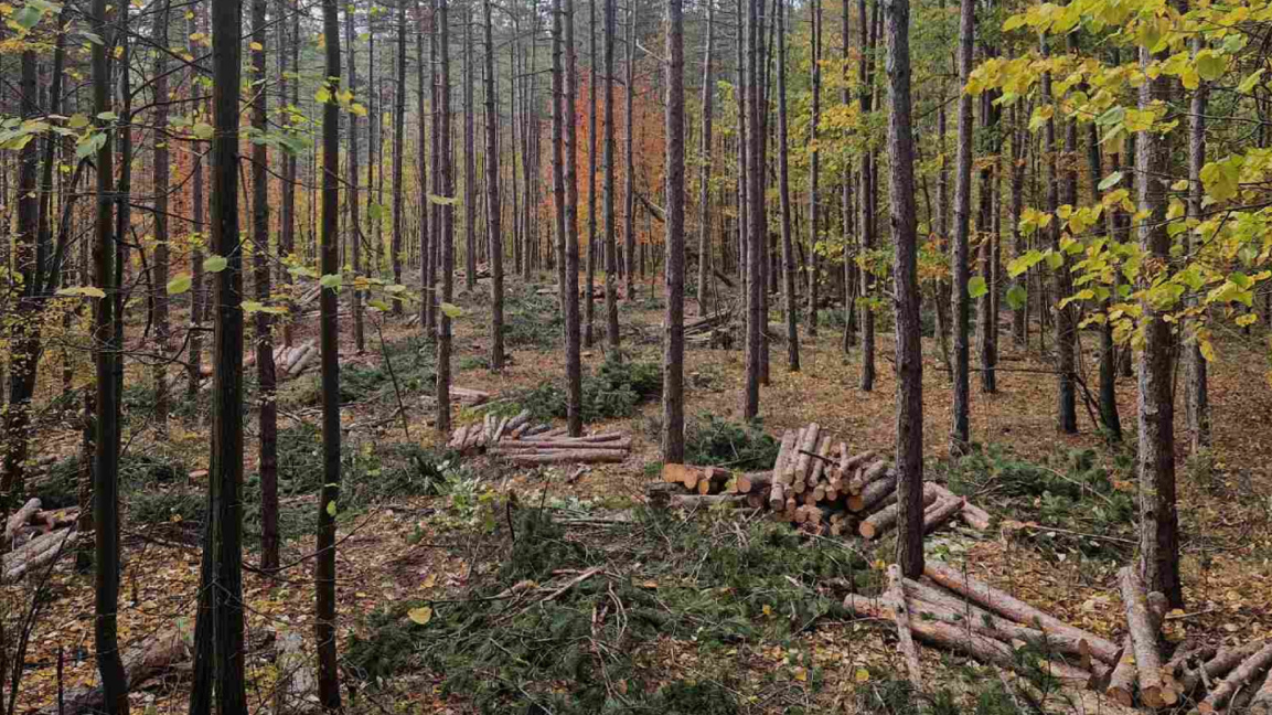 Se preconizează o producție de lemn la u...