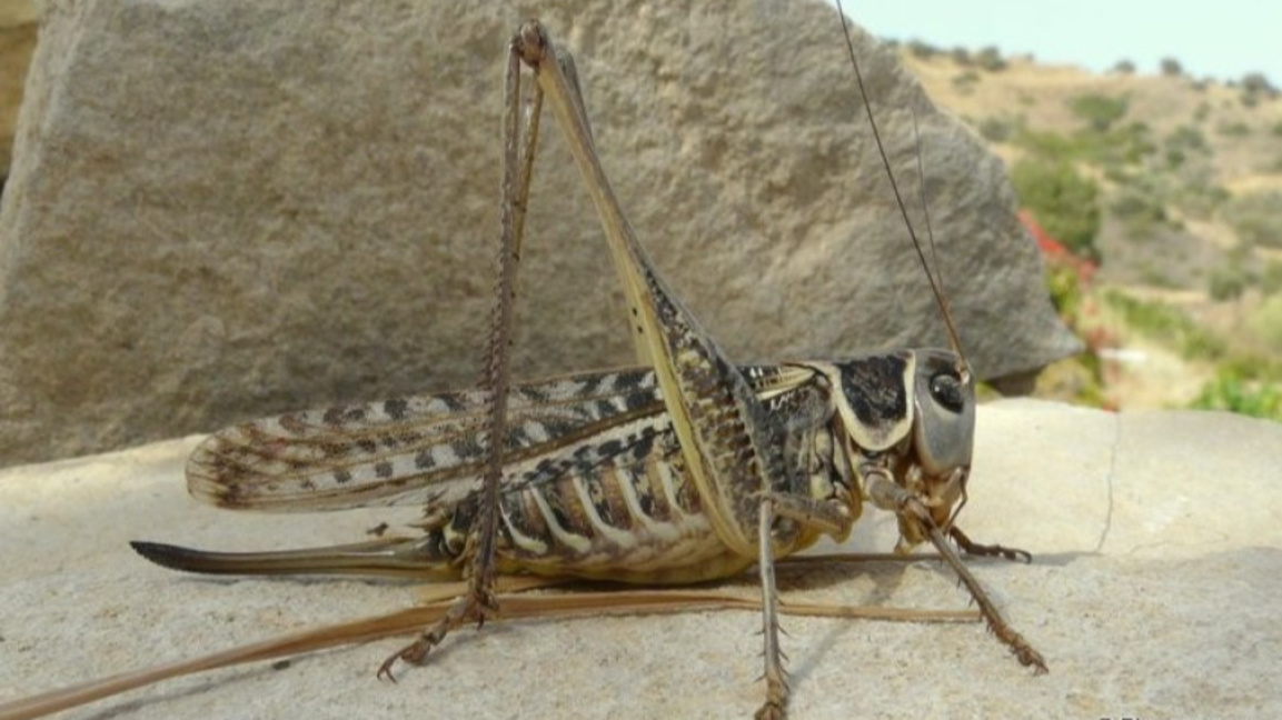 Белочел дектикус (Decticus albifrons).