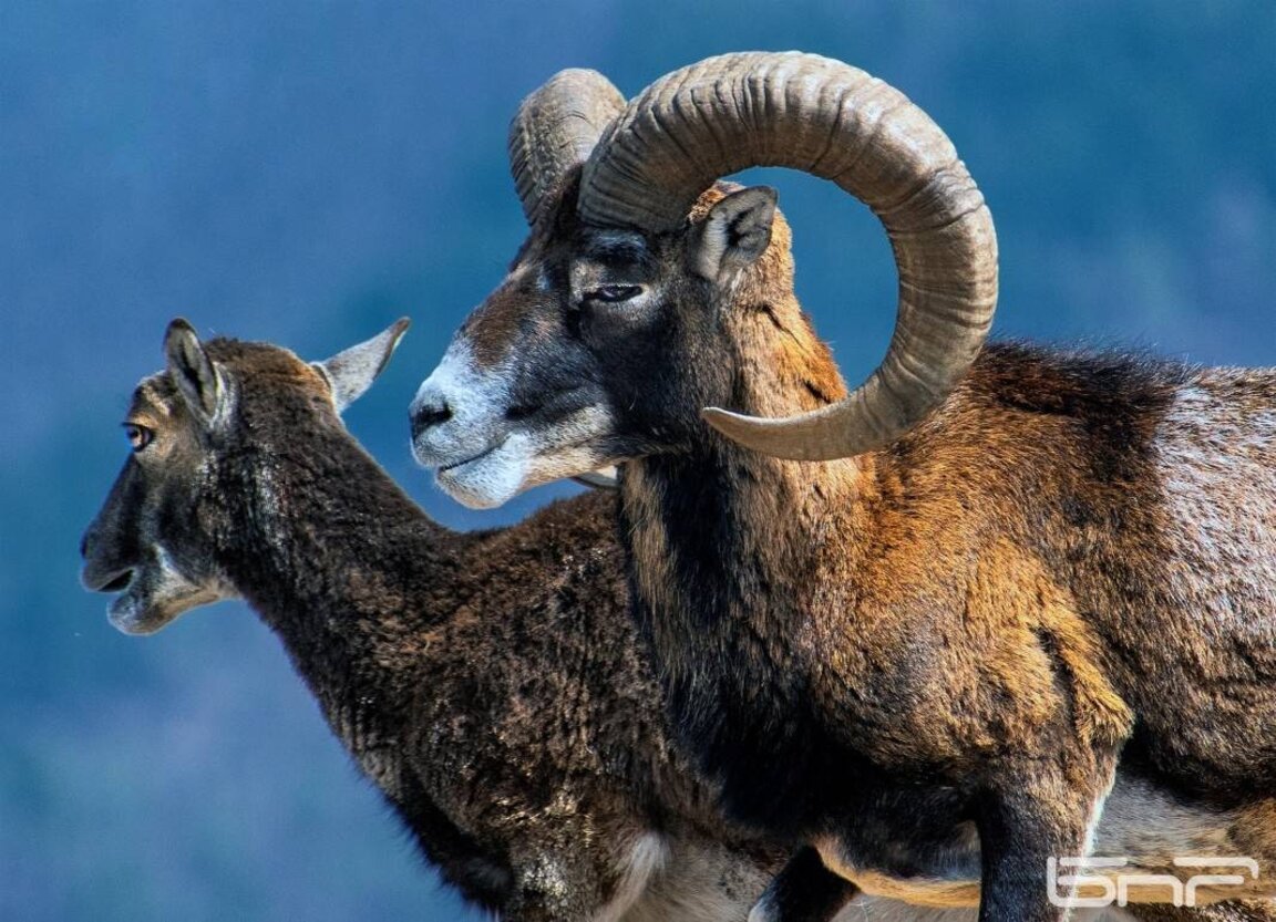 El reino de los muflones se encuentra en los Rodopes orientales