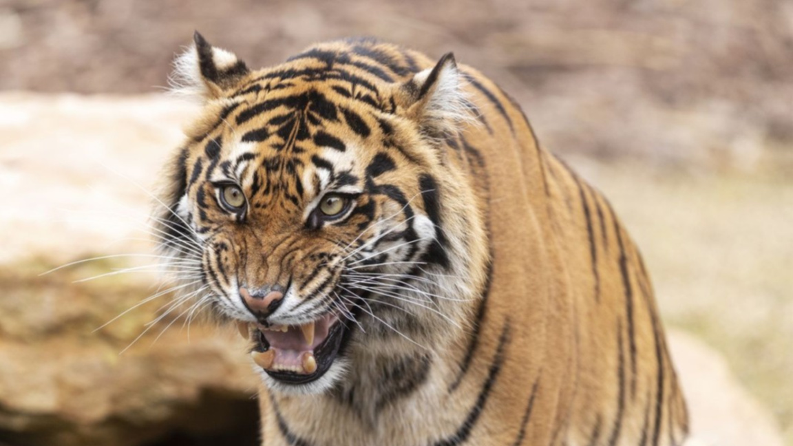 Kafshët nga Kopshti Zoologjik i Burgasit morën dhurata nga Babagjyshi
