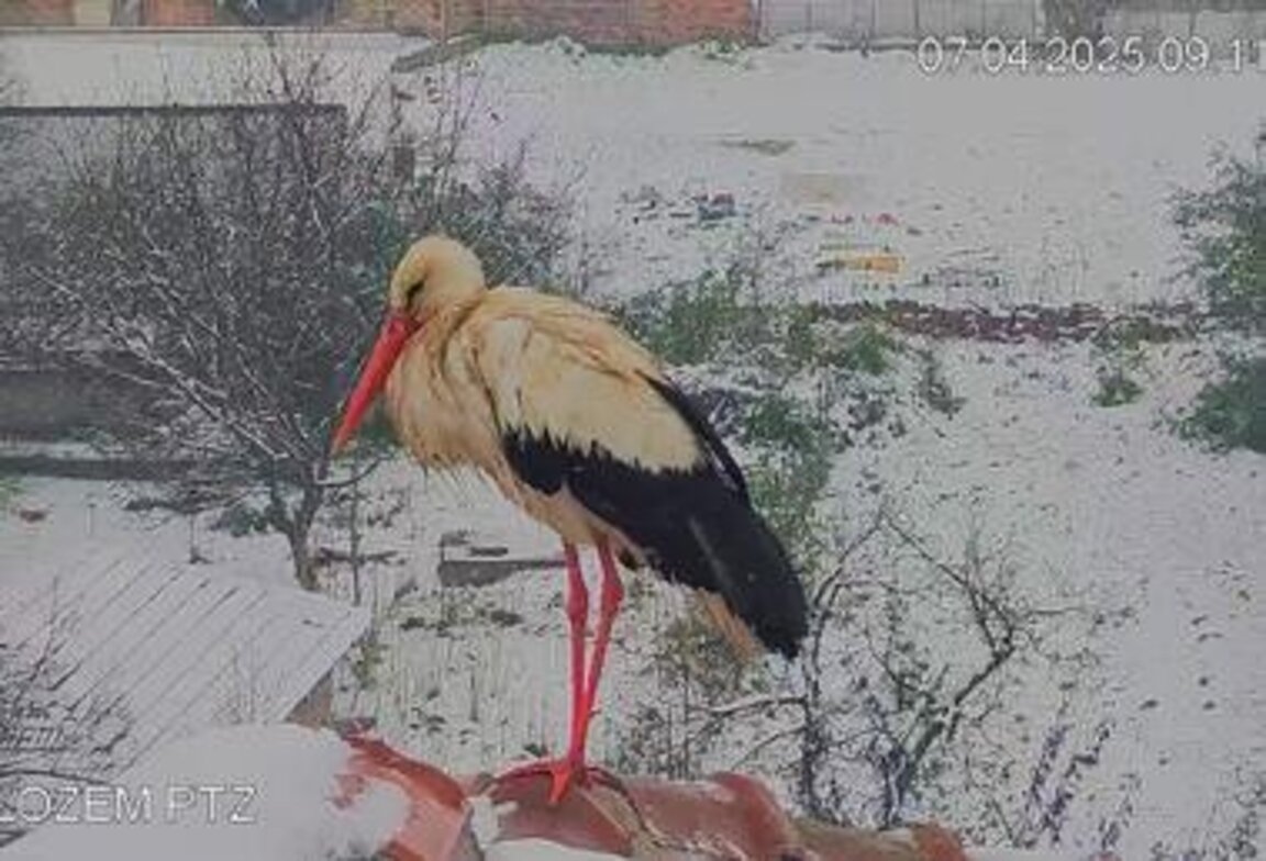 Снегът затрупа гнездата, но не плаши щъркелите в Белозем
