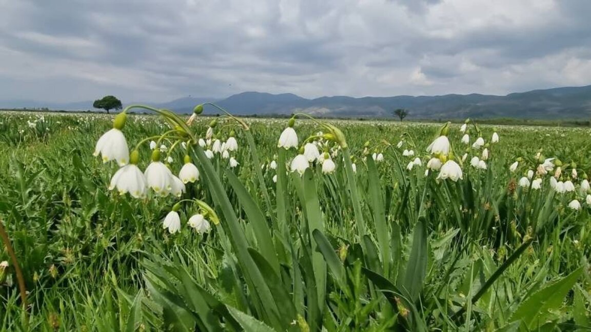 Sliven’e yakın Blatets köyü göl soğanı çiçeğinin yetiştiği alanla dikkat çekiyor