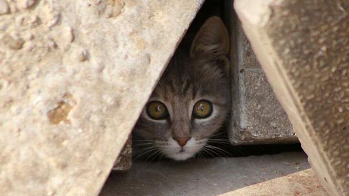 Мистър Котка с изложба в Париж